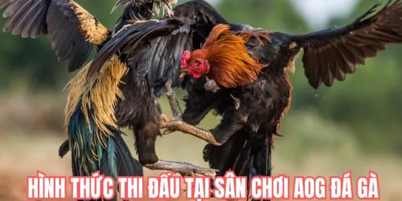 da-ga-aog-df999-loai-hinh-cuoc