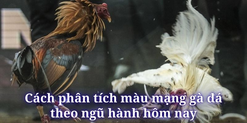 mau-mang-ga-da-cach-phan-tich-ngu-hanh-hom-nay