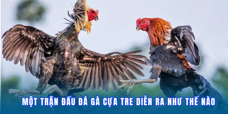 cach-mot-tran-da-ga-cua-tre-dien-ra