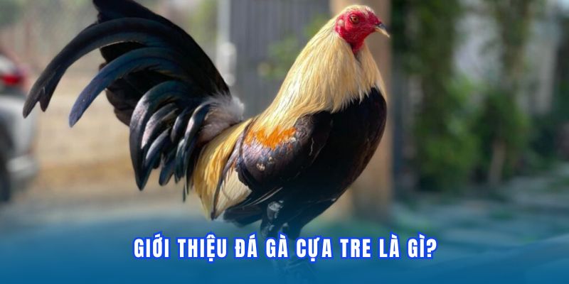 da-ga-cua-tre-la-gi