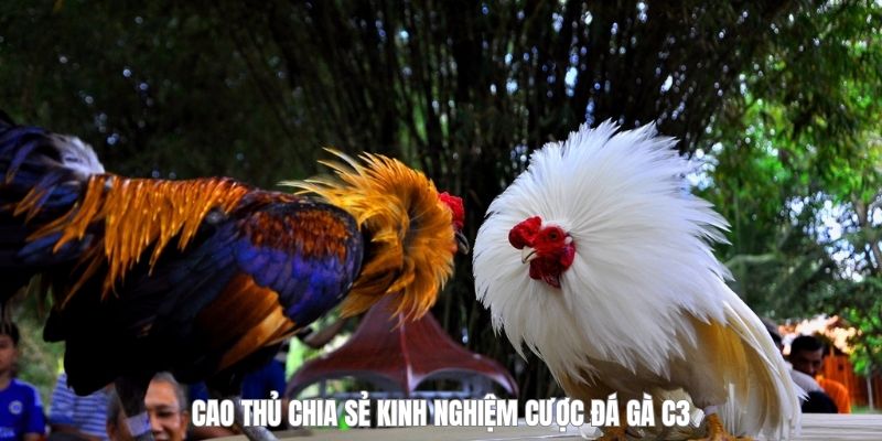 kinh-nghiem-cuoc-da-ga-c3