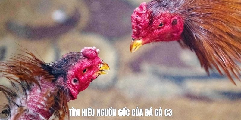 nguon-goc-cua-da-ga-c3